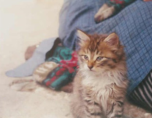 kedi.jpg (30531 bytes)